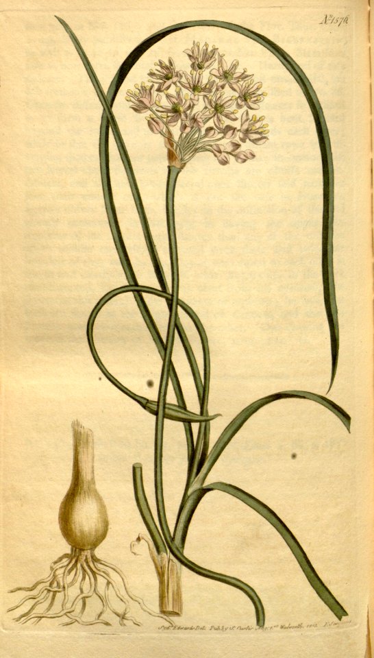 Allium stellatum Bot. Mag. 38.1576. 1813