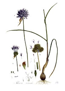 Allium vineale — Flora Batava — Volume v2
