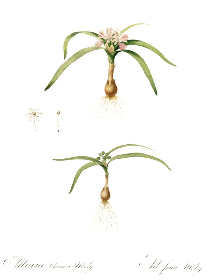 Allium chamaemoly - Les liliacées - vol. 6 - pl. 325 - clean