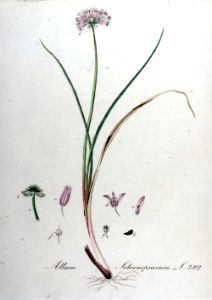 Allium schoenoprasium — Flora Batava — Volume v10