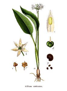 Allium ursinum Sturm36 - clean - no border