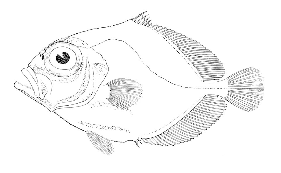 Allocyttus verrucosus