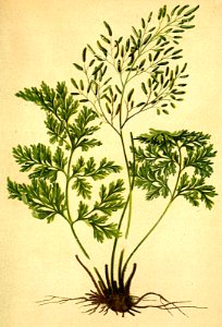 Allosurus crispus Atlas Alpenflora. Free illustration for personal and commercial use.