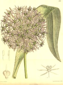 Allium albopilosum