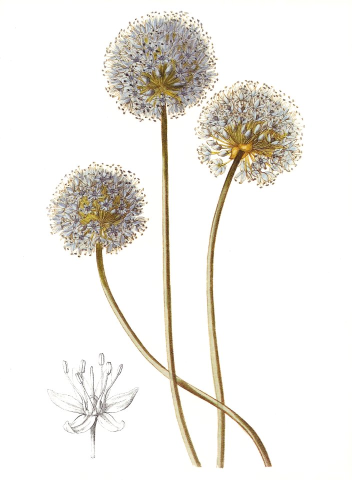 Allium caeruleum RHS