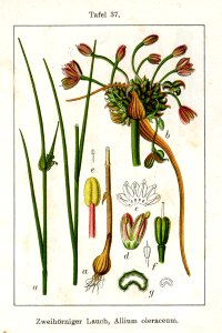 Allium oleraceum Sturm37