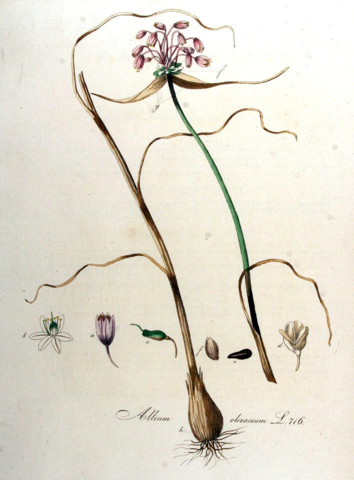 Allium oleraceum — Flora Batava — Volume v9