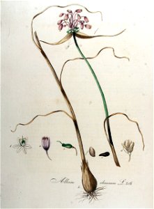Allium oleraceum — Flora Batava — Volume v9. Free illustration for personal and commercial use.