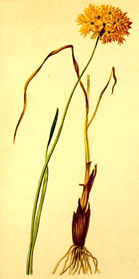 Allium ericetorum Atlas Alpenflora