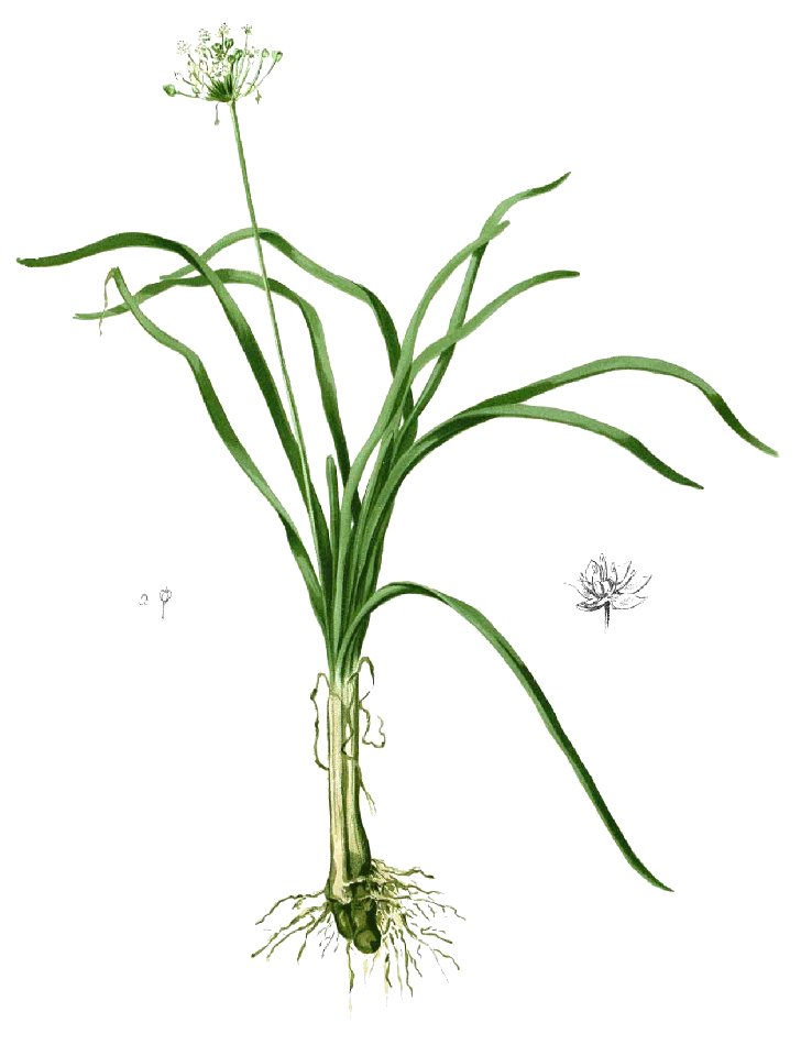 Allium sp Blanco1.87-cropped