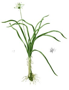 Allium sp Blanco1.87-cropped