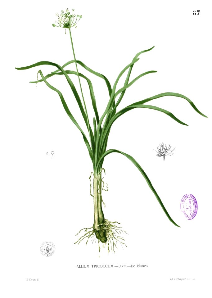 Allium sp Blanco1.87
