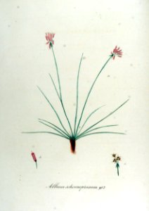 Allium schoenoprasum — Flora Batava — Volume v12. Free illustration for personal and commercial use.
