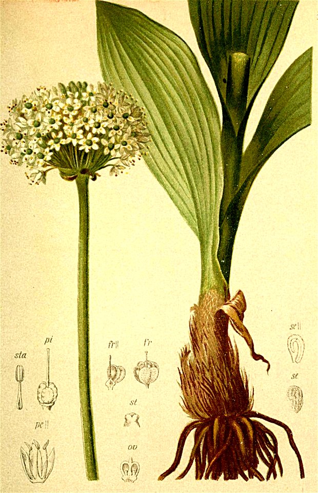 Allium victoriale Atlas Alpenflora