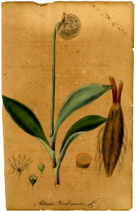 Allium victorialis Mann