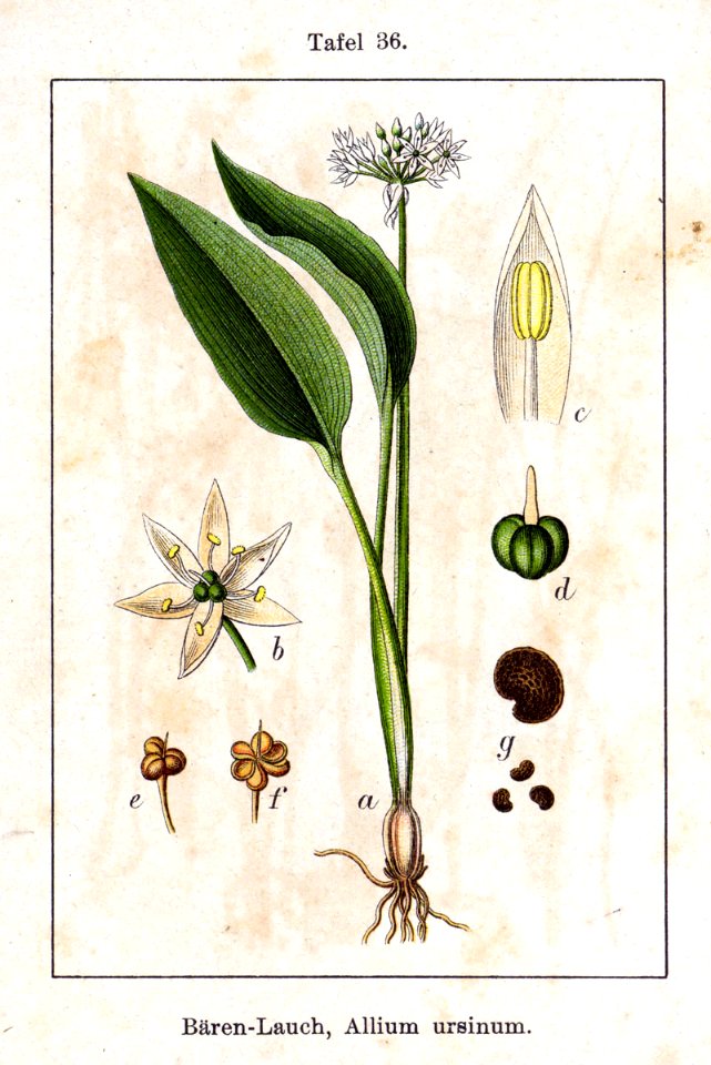Allium ursinum Sturm36