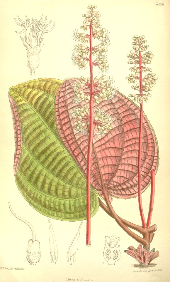 Allomorphia griffithii 119-7324