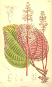Allomorphia griffithii 119-7324