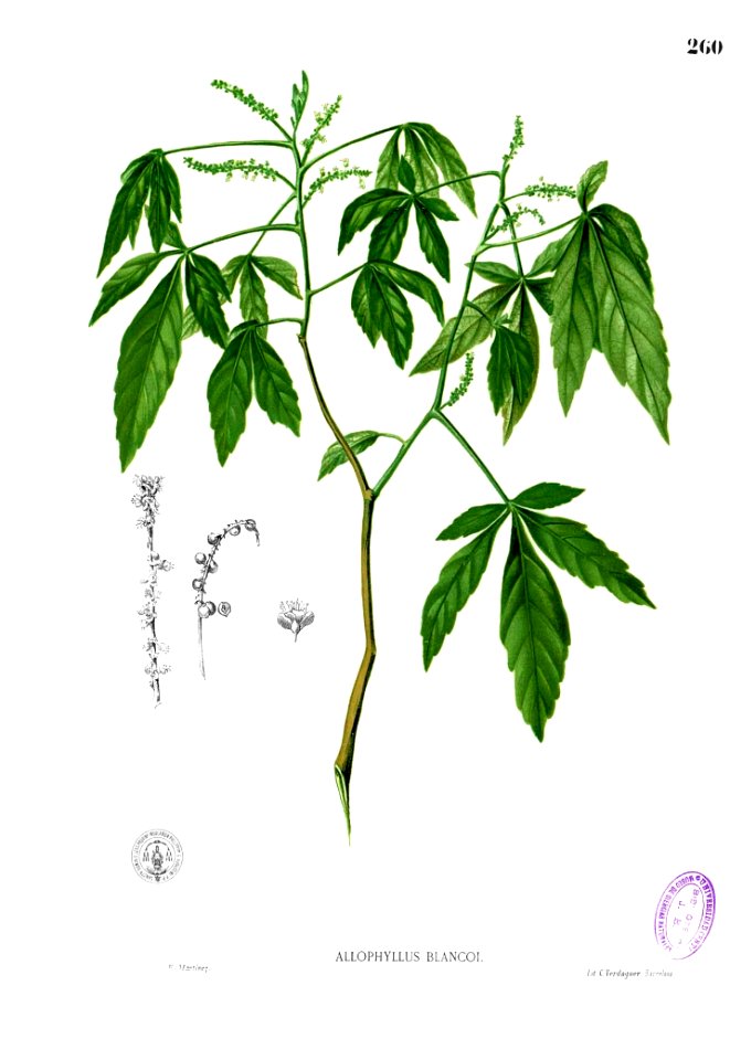Allophyllus blancoi Blanco2.260