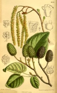 Alnus cordata 142-8658