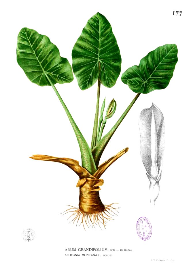 Alocasia montana Blanco1.177