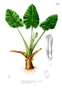 Alocasia montana Blanco1.177