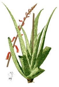 Aloe sp Blanco1.95-cropped