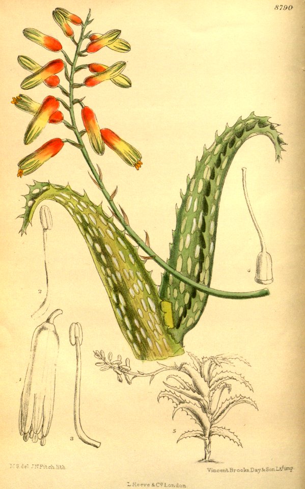 Aloe concinna 145-8790