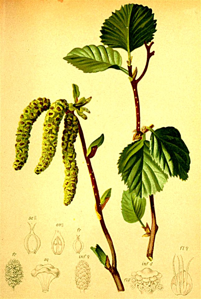 Alnus viridis Atlas Alpenflora