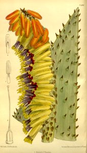 Aloe marlothii 139-8484