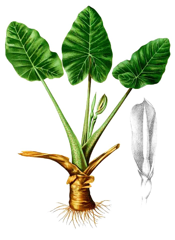 Alocasia montana Blanco1.177-cropped