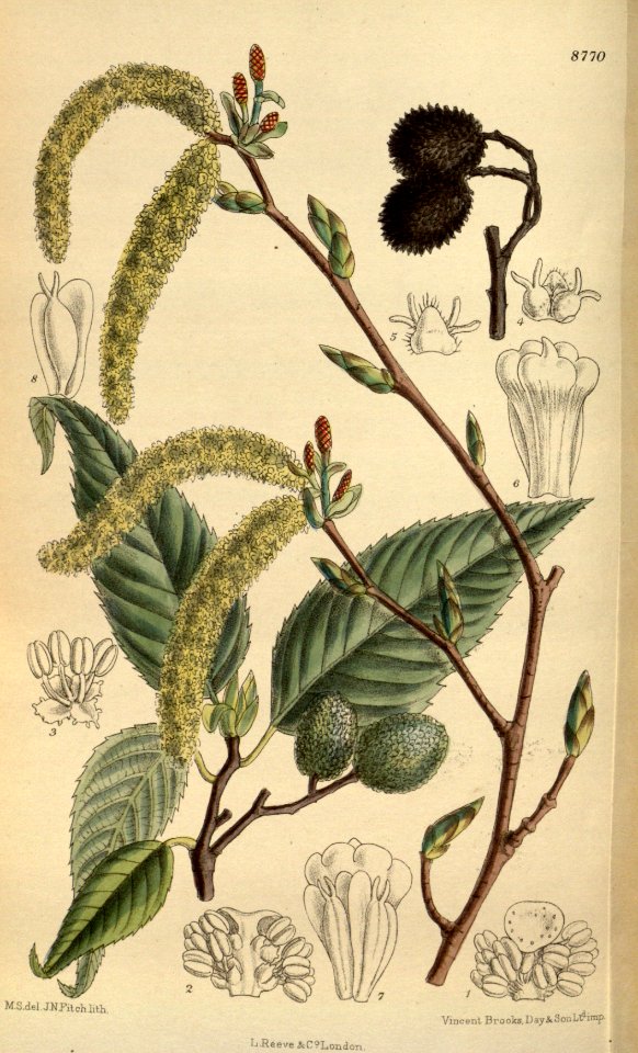 Alnus firma yasha 144-8770