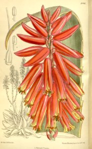 Aloe steudneri 138-8448