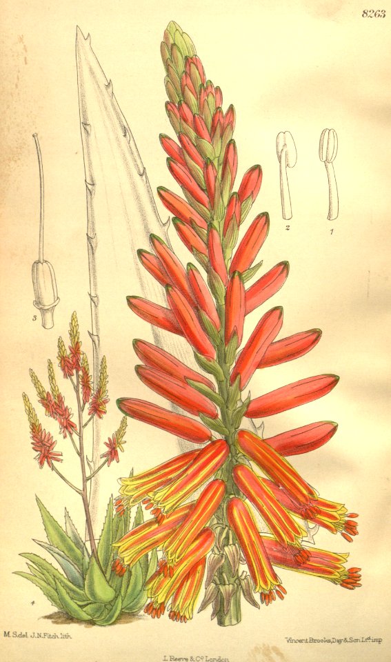Aloe rubrolutea 135-8263