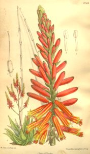 Aloe rubrolutea 135-8263