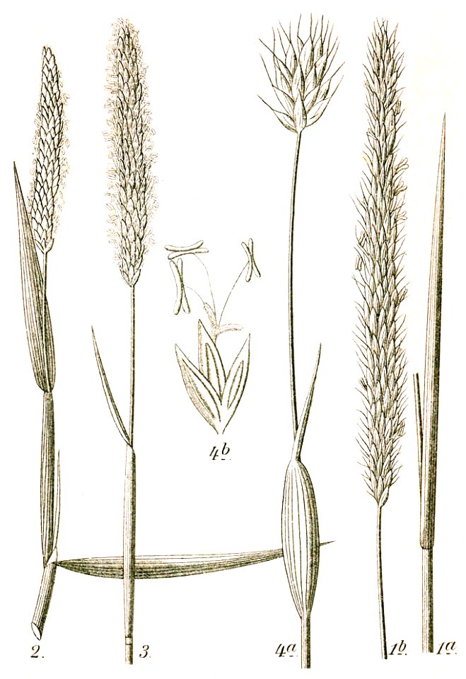 Alopecurus spp Sturm13