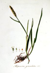 Alopecurus geniculatus — Flora Batava — Volume v6