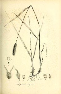 Alopecurus alpinus - Species graminum - Volume 3. Free illustration for personal and commercial use.
