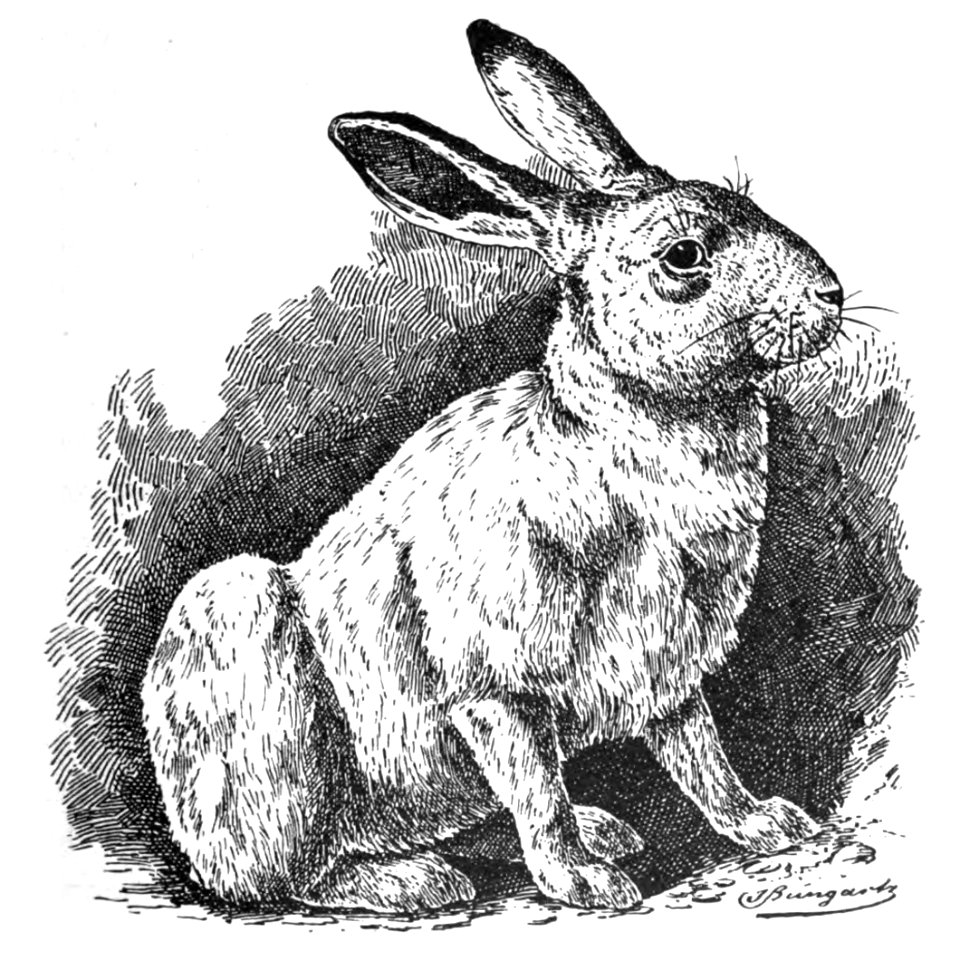 Alpen- oder Schneehase (Jean Bungartz, Kaninchenrassen, 1902, p089)