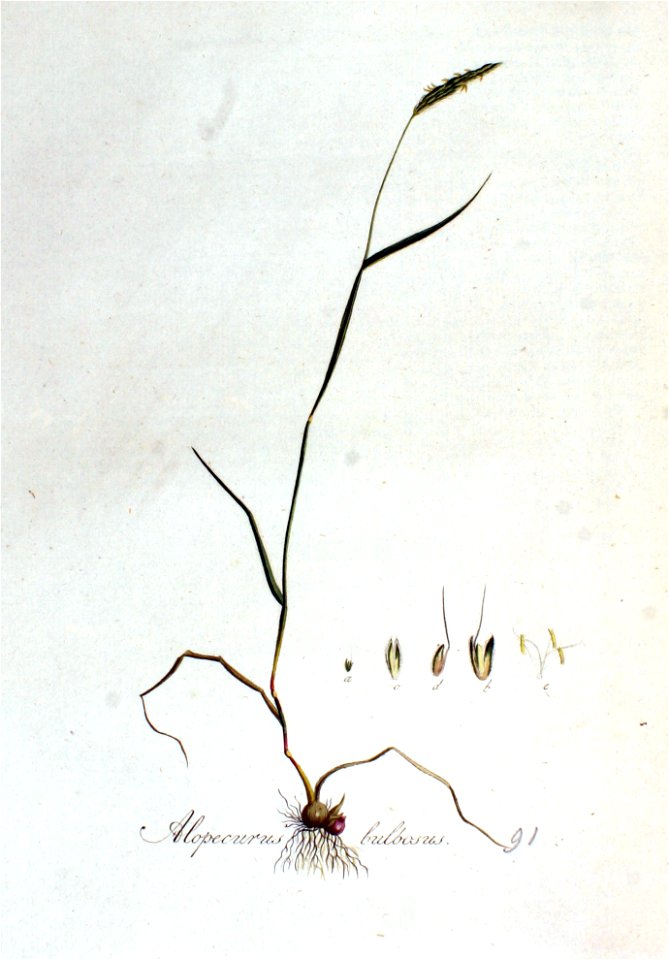 Alopecurus bulbosus — Flora Batava — Volume v2