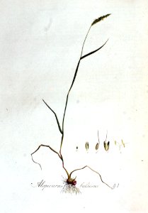 Alopecurus bulbosus — Flora Batava — Volume v2