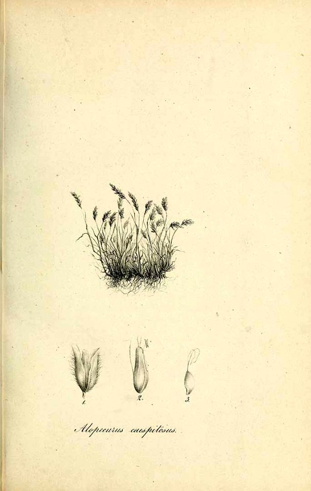 Alopecurus caespitosus - Species graminum - Volume 3