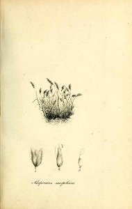 Alopecurus caespitosus - Species graminum - Volume 3. Free illustration for personal and commercial use.