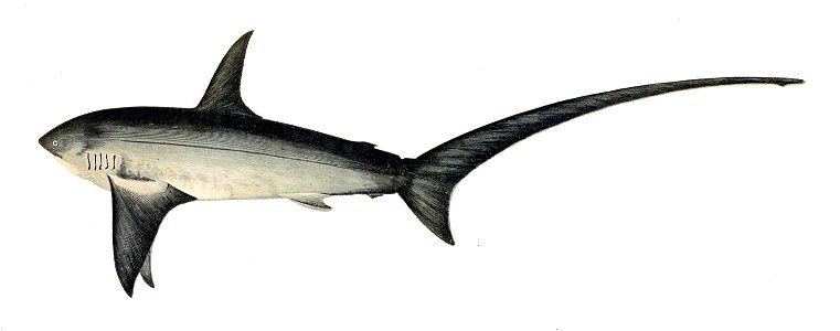 Alopias vulpinus Gervais