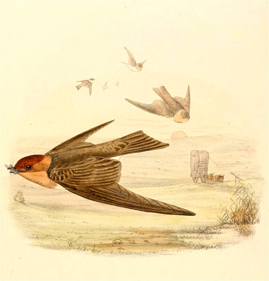 Alopochelidon fucata 1894
