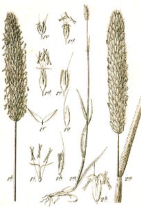 Alopecurus spp Sturm12