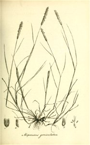 Alopecurus geniculatus - Species graminum - Volume 1