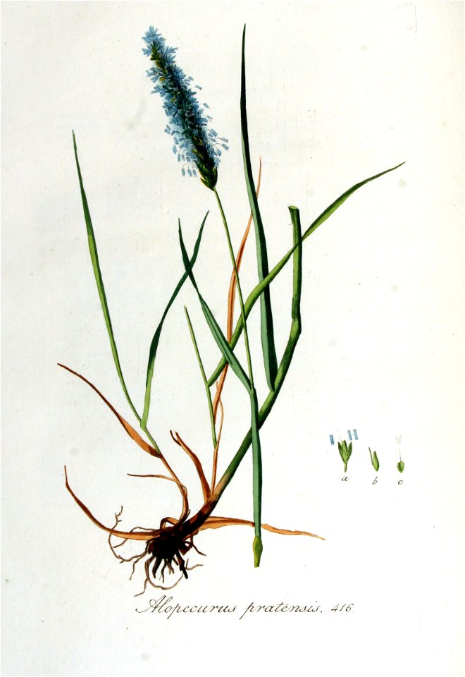 Alopecurus pratensis — Flora Batava — Volume v6