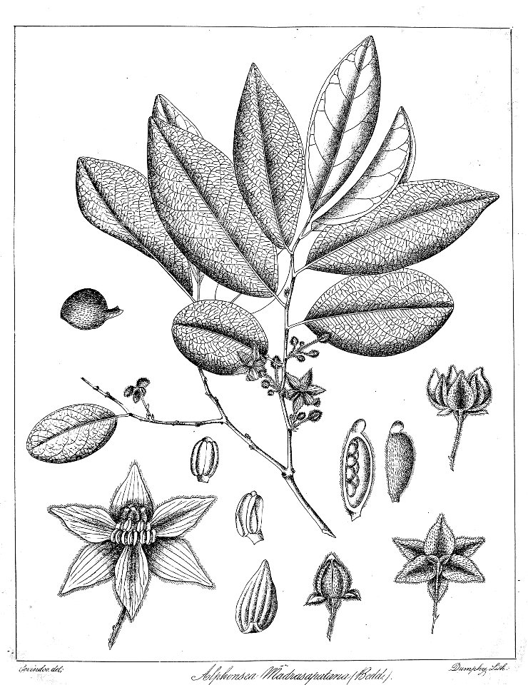Alphonsea madraspatana Govindoo