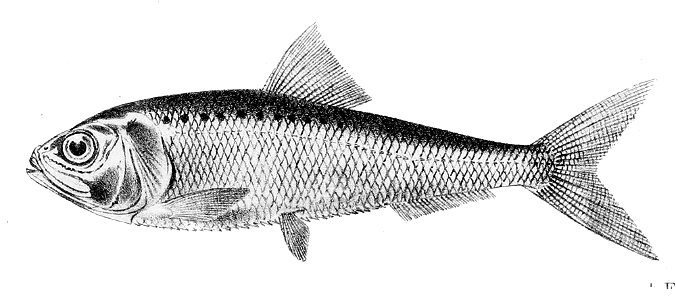Alosa alosa1